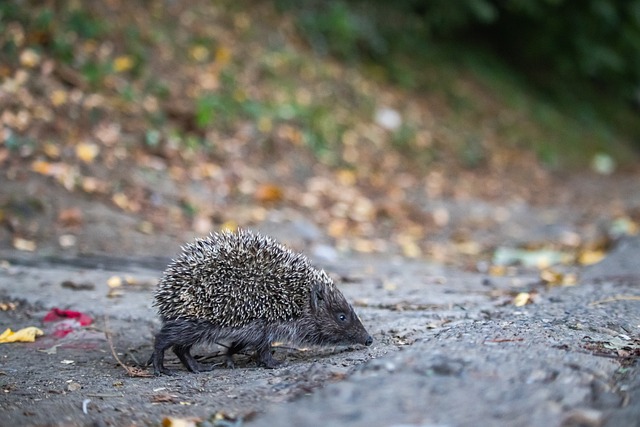 战略解析 战略解析