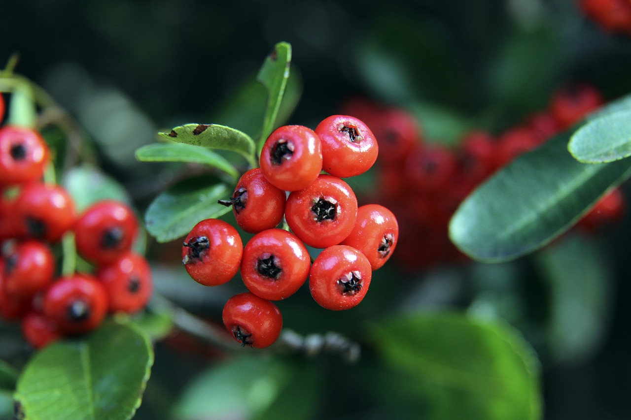 李霄鵬的執 李霄鵬的執