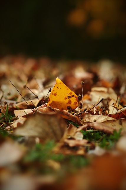 马尔卡宁 马尔卡宁